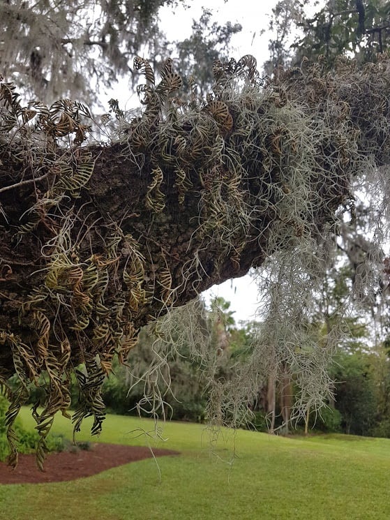 Spanish Moss or Tillandsia usneoides — Jungle Gardens